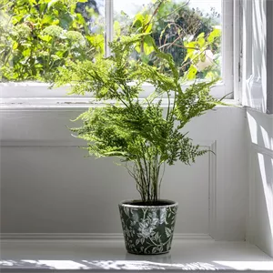 Grand Illusions Asparagus Fern in Pot